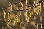 CORYLUS AVELLANA, HAZEL, COB-NUT