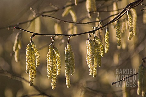 CORYLUS_AVELLANA_HAZEL_COBNUT