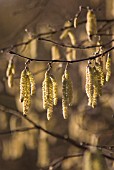 CORYLUS AVELLANA, HAZEL, COB-NUT