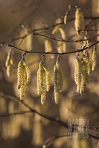 CORYLUS_AVELLANA_HAZEL_COBNUT