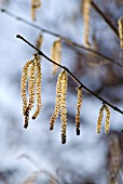 CORYLUS AVELLANA, HAZEL, COB-NUT