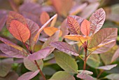 COTINUS COGGYGRIA GRACE, (SMOKE BUSH GRACE)