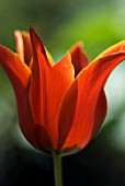 TULIPA, TULIP