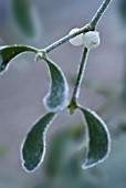 VISCUM ALBUM, MISTLETOE