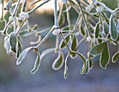 VISCUM ALBUM, MISTLETOE