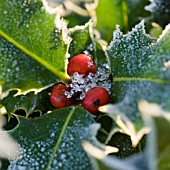 ILEX AQUIFOLIUM, HOLLY