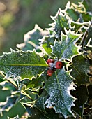 ILEX AQUIFOLIUM, HOLLY