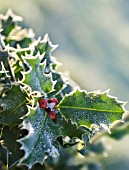 ILEX AQUIFOLIUM, HOLLY