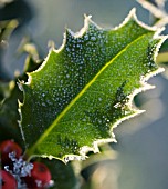 ILEX AQUIFOLIUM, HOLLY