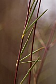 ROOIBUS, REDBUSH