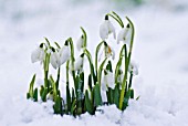 GALANTHUS, SNOWDROP