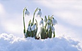 GALANTHUS, SNOWDROP