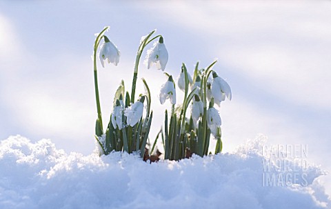 GALANTHUS_SNOWDROP