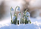 GALANTHUS, SNOWDROP