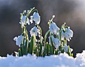 GALANTHUS SP. (SNOWDROP)