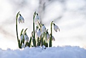 GALANTHUS, SNOWDROP