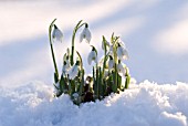 GALANTHUS, SNOWDROP