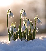 GALANTHUS, SNOWDROP