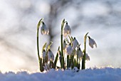 GALANTHUS, SNOWDROP