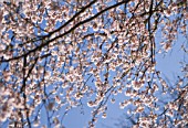 PRUNUS SUBHIRTELLA AUTUMNALIS, CHERRY - AUTUMN FLOWERING CHERRY