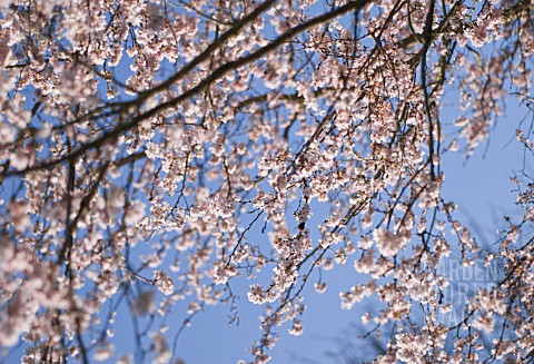 PRUNUS_SUBHIRTELLA_AUTUMNALIS_CHERRY__AUTUMN_FLOWERING_CHERRY