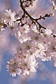 PRUNUS SUBHIRTELLA AUTUMNALIS, CHERRY - AUTUMN FLOWERING CHERRY