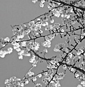 PRUNUS SUBHIRTELLA AUTUMNALIS, CHERRY - AUTUMN FLOWERING CHERRY