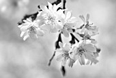 PRUNUS SUBHIRTELLA AUTUMNALIS, CHERRY - AUTUMN FLOWERING CHERRY