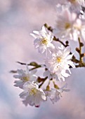 PRUNUS SUBHIRTELLA AUTUMNALIS, CHERRY - AUTUMN FLOWERING CHERRY