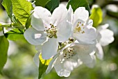 MALUS DOMESTICA DISCOVERY, APPLE