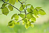 CORYLUS AVELLANA, HAZEL, COB-NUT