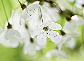 PRUNUS AVIUM, CHERRY - WILD CHERRY