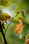 QUERCUS PETRAEA, OAK - SESSILE OAK