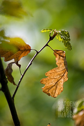 QUERCUS_PETRAEA_OAK__SESSILE_OAK