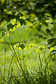 CORYLUS AVELLANA, HAZEL, COB-NUT