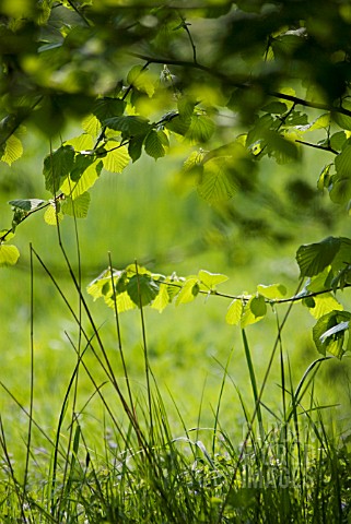 CORYLUS_AVELLANA_HAZEL_COBNUT