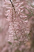 TAMARIX TETRANDRA, TAMARISK