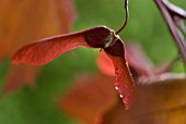 ACER PLATANOIDES CRIMSON KING, MAPLE - RED MAPLE