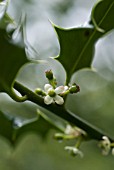 ILEX AQUIFOLIUM, HOLLY