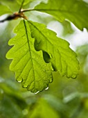 QUERCUS PETRAEA, OAK - SESSILE OAK