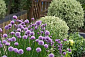 ALLIUM SCHOENOPRASUM, CHIVE