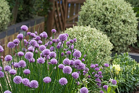 ALLIUM_SCHOENOPRASUM_CHIVE