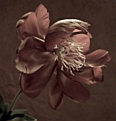 PAEONIA, PEONY