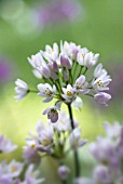 ALLIUM NEAPOLITANUM