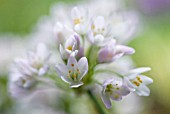 ALLIUM NEAPOLITANUM