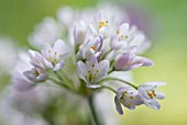 ALLIUM NEAPOLITANUM