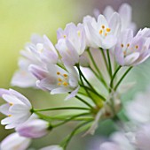 ALLIUM NEAPOLITANUM