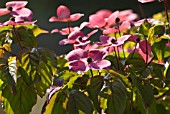 CORNUS KOUSA SATOMI, DOGWOOD - FLOWERING