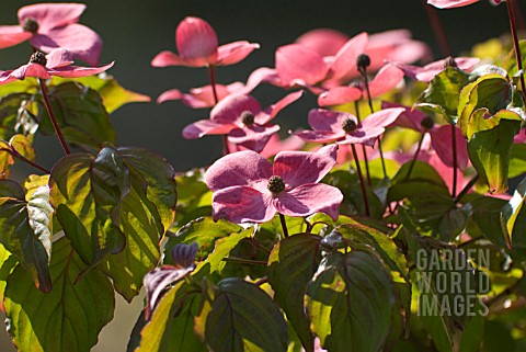 CORNUS_KOUSA_SATOMI_DOGWOOD__FLOWERING