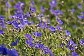 GERANIUM PRATENSE, MEADOW CRANESBILL